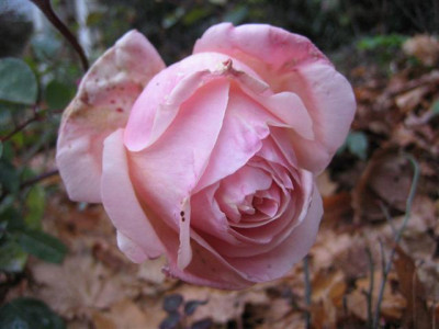 IMG_4326_Small.JPG