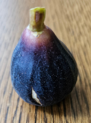 Nerucciola D'Elba Herbstfeige aussen1.jpg