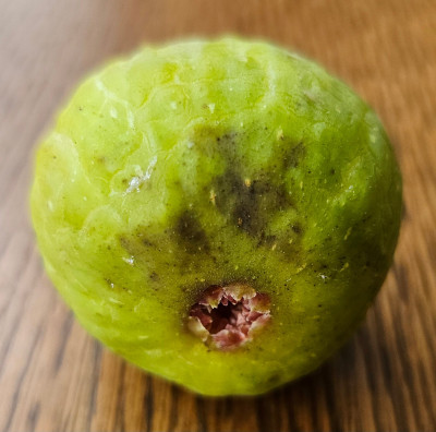 Magnifica Dry Herbstfeige aussen2.jpg