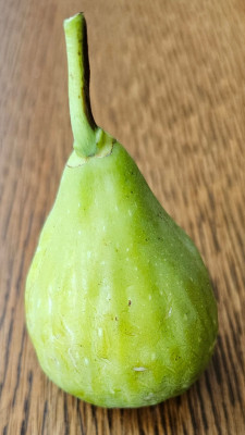 Magnifica Dry Herbstfeige aussen1.jpg