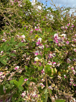 Lespedeza thunbergii 'Edo-Shibori'