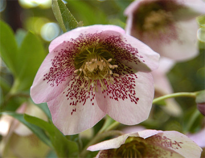 helleborus_040208.jpg