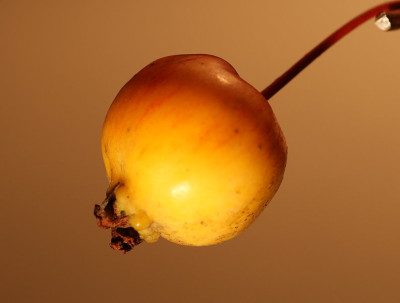 malus_baccata2.jpg