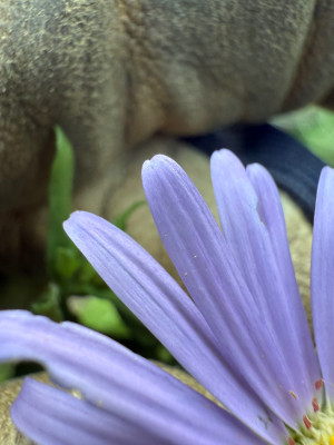 Frikarts Aster