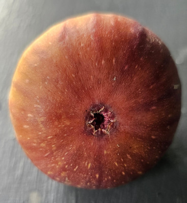 Madeleine de Deux Saisons Herbstfeige aussen2.jpg
