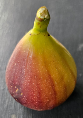 Madeleine de Deux Saisons Herbstfeige aussen1.jpg