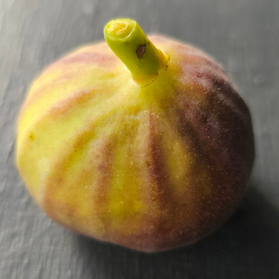 Armenien Herbstfeige aussen1.jpg