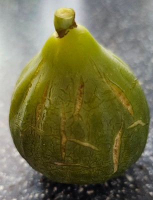 Brianzolo Herbstfeige aussen1.jpg