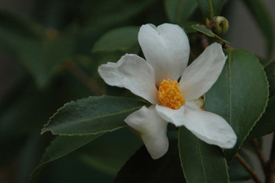 C.oleifera_1108.jpg