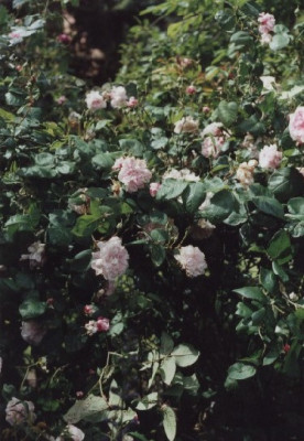 Fantin_Latour.jpg