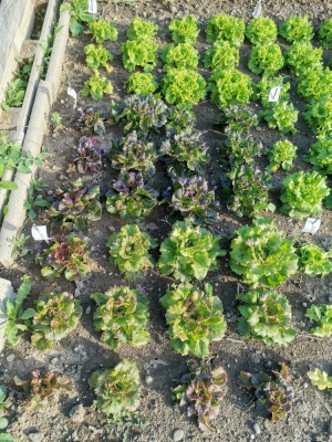 Salat ID124 ID129.jpeg