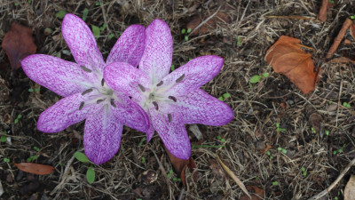 IMG_1561 Cm.jpg