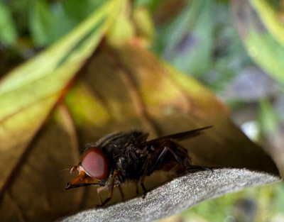 Rhingia campestris