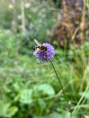 Helophilus trivittatus auf Succisa pratensis