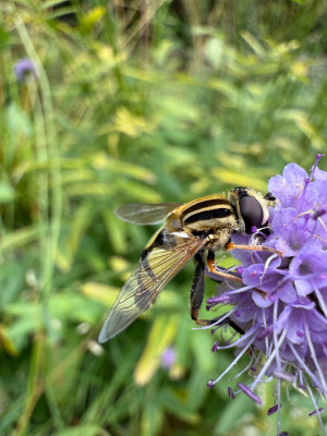 Helophilus trivittatus