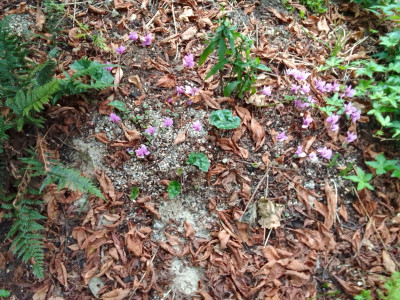 Cyc. Hederifolium