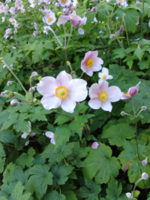Herbst-Anemone