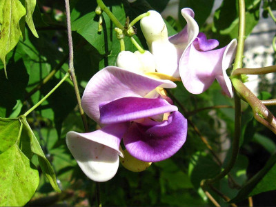 Vigna-06.09.2025.jpg