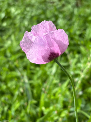 IMG_8357.jpeg