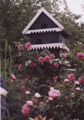 Gertrude_Jekyll_am_Taubenhaus_Terrassenbeet.jpg