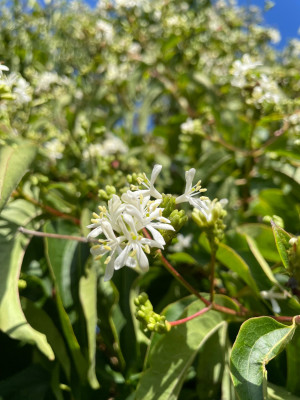Heptacodium miconoides September 2025 1.jpg