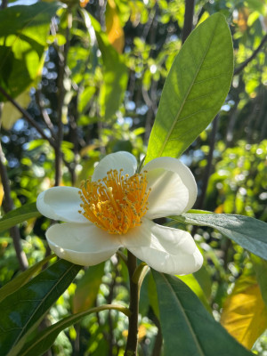 Franklinia alatamaha September 2025.jpg