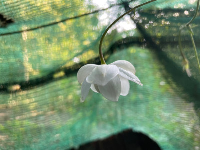 Anemonopsis macrophylla White Swan.jpg
