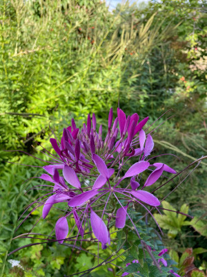 Cleome Violet Queen September 2025.jpg