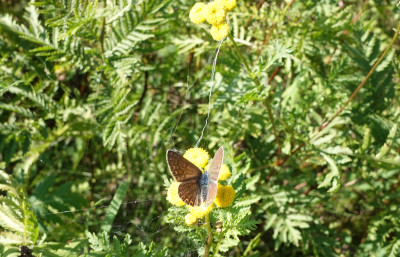 DSC00071.JPG