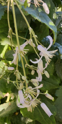 Staudenclematis
