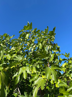 IMG_5996.jpeg