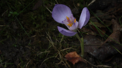 IMG_1724.JPG