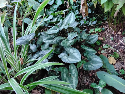 Asarum wächst nach dürftigen Anfangszeit recht gut