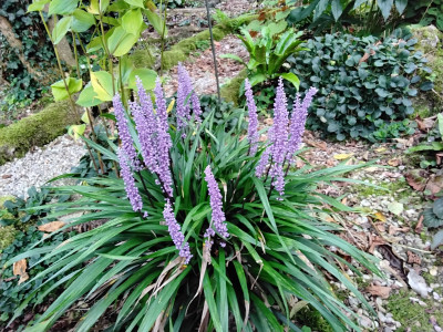 Liriope wird auch immer horstiger