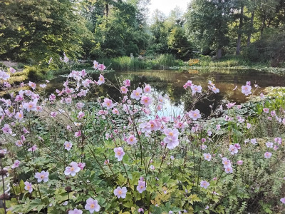 Über den Teich, wo die Fichten standen