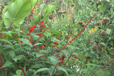 Salvia confertiflora.jpg
