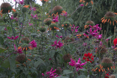 Salvia involucrata.jpg