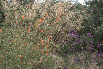 Sphaeralcea.jpg