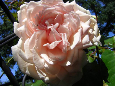 GroenanderungDSCN3095.JPG