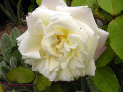 GroenanderungDSCN3127.JPG