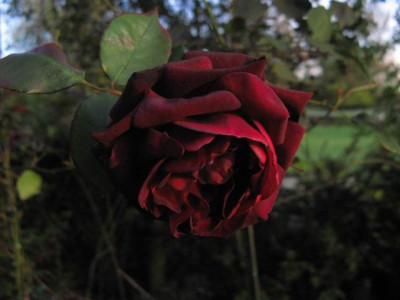 GroenanderungIMG_3035.JPG
