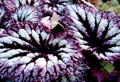 Begonia_Fireworks.jpg