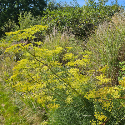 Peucedanum officinale 20250825_113501.jpg