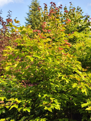 IMG_20250805_171615.jpg