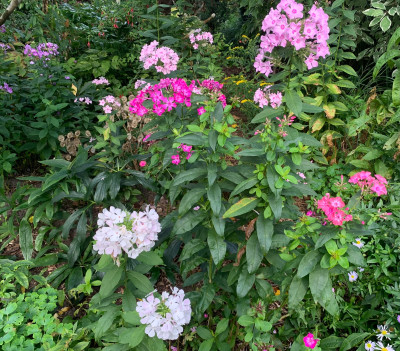 IMG_4226.jpeg