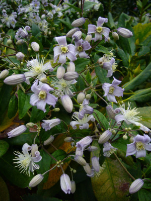 Clematis Mrs Robert Brydon 2.JPG