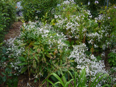 Clematis Mrs Robert Brydon 3.JPG