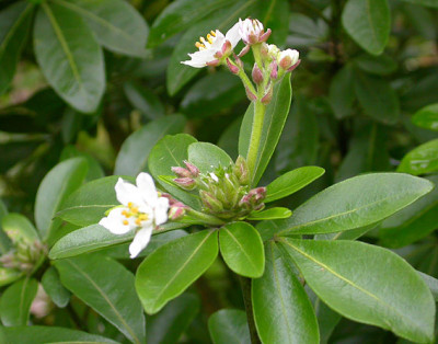 Choysia_ternata_20.11.08.jpg