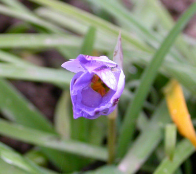 Ipheion_uniflorum_20.11.08.jpg
