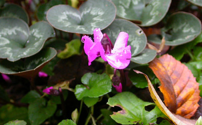 Cyclamen_purpurascens_20.11.08.jpg